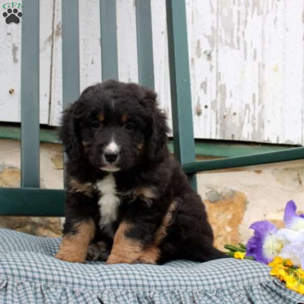 Charlette, Bernedoodle Puppy